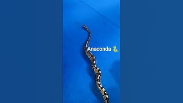 viral Anaconda 🐍 #shark #snake #animals #jurassicworld #megalodon #python #anaconda #video #anaconda