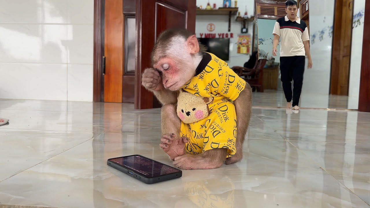 Very touching! Monkey SinSin was sad and secretly took Dad's phone to watch ZiZi's video again