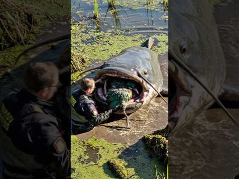 Rescuing a rare teal-blue bird from the jaws of a giant catfish