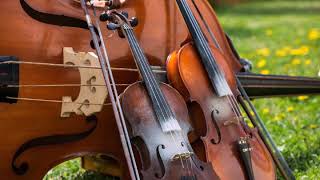 New violin 🎻 ringtone
