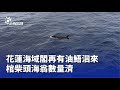 花蓮海域的油鯃事件