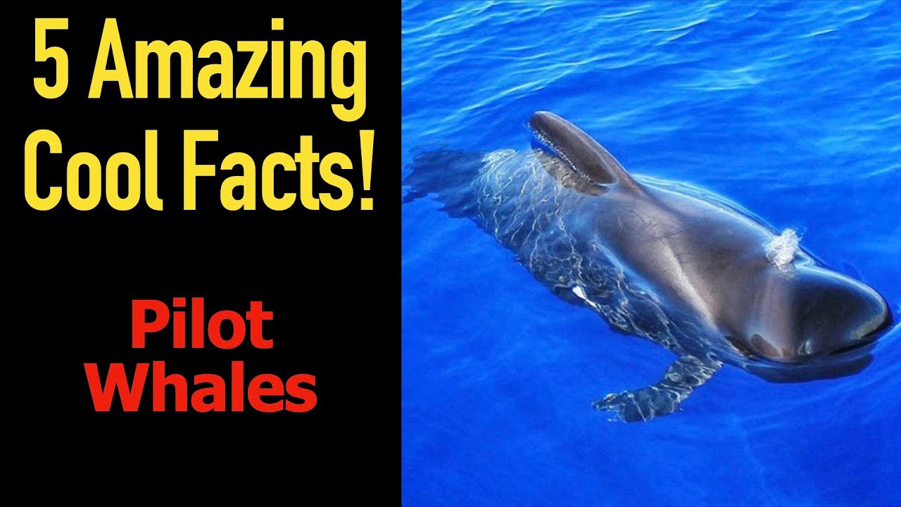 5 Fascinating Facts About Pilot Whales YouTube