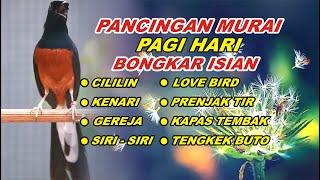Download lagu 🔴 LIVE 82 - Pancingan Murai Batu Pagi Hari Full Isian Tembakan Kasar Agar Murai Batu Emosi
