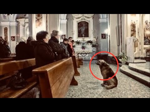 Эта собака приходит в церковь каждый день… Причина поражает