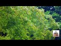 Miniature de la vidéo de la chanson Concerto No. 4 In F Minor Op. 8/4 Rv 297, "L'inverno": Ii. Largo