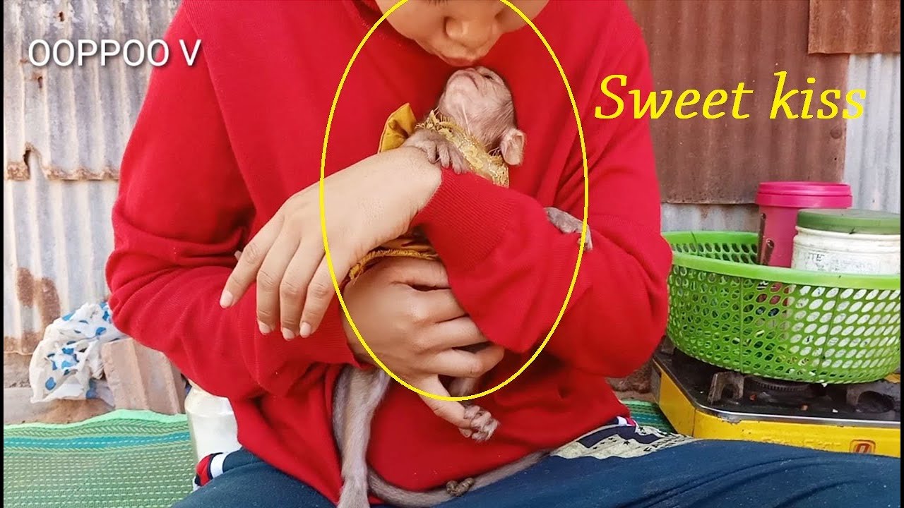 Sweet Mom &  Janny, Mom kissing cute baby Monkey janny