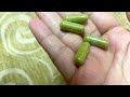 Moringa capsules and benefits  important weightloss and diabetic patients  superbfoob