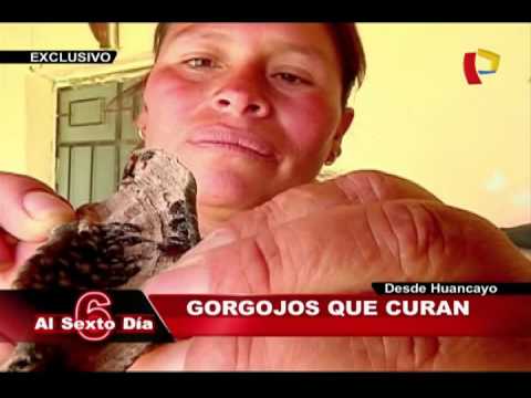 diabetes escarabajos curativos