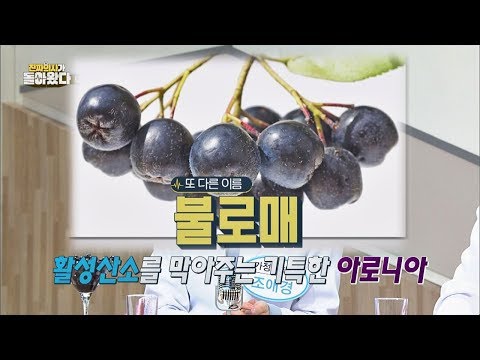 [왕의 열매] 왕족이 즐겨 먹은 노화 막는 '아로니아' (or 불로매) 진짜 의사가 돌아왔다 6회