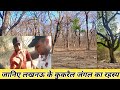 Kukrail Reserve Forest | कुकरेल के जंगल का रहस्य | Kukrail Picnic Spot | #lucknow #kukrailpicnicspot