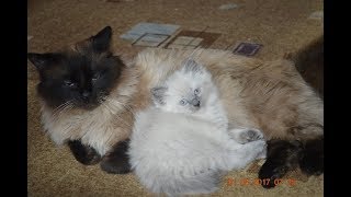 Невские маскарадные котята 2018.03.06 Невские маскарадные котята 2018.03.06