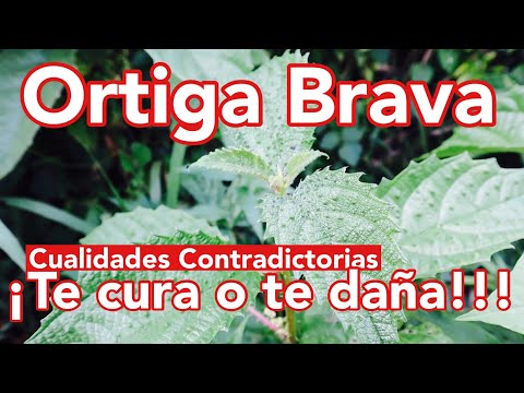 Video: Tipos de ortiga, descripción, propiedades útiles y peligrosas