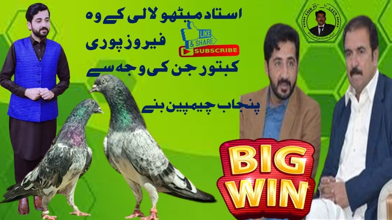 Ustad Mithu lali & Ustad Hassan lali k Breeder | kabooterbazi | ferozpuri pigeons