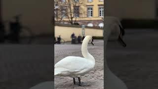 4614 1015951 mp3