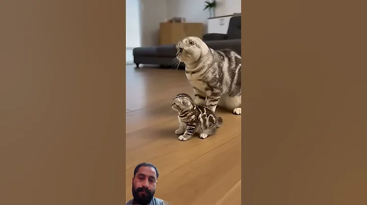 Video 11827051: scottish fold cat kitten, tiny scottish fold kitten, scottish fold cat mom, cats dogs