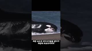 범고래가 바다사자를 산 채로 잡아먹는 영상