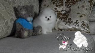 Белый померанский карликовый шпиц. www.elitdog.com Белый померанский карликовый шпиц. www.elitdog.com