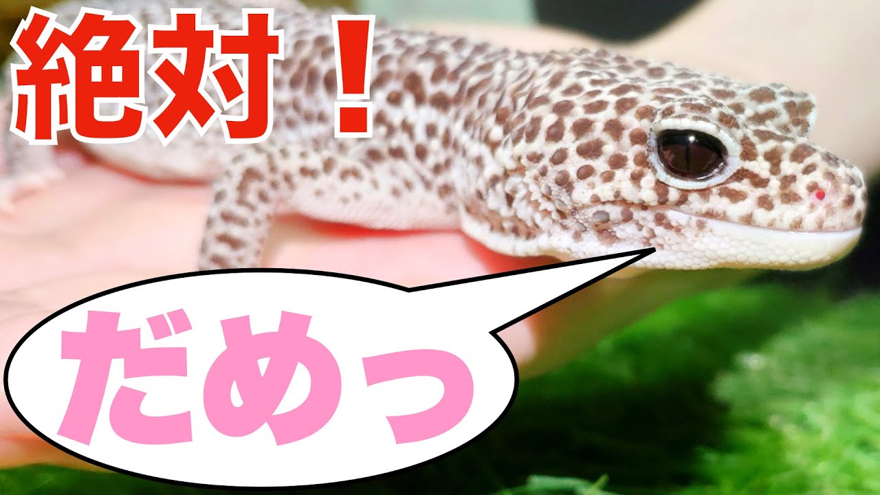 爬虫類初心者向け だめ 爬虫類お迎え初日にやってはいけない3つの事 可愛いけど Youtube