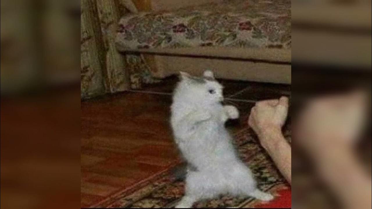 Кермит с сердечками. Буди speed up. Кот нападает. Егор крид в 2015 будильник. Егор крид будильник speed.