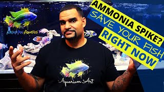 Fish Tank Ammonia  How to fix it right now (SIMPLE)