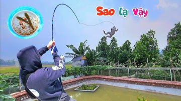 Kỳ Lạ Bắt Được Con Ếch Và Những Chú Cá Không Biết Bằng Cách Nào Vào Được Trong Ao / Quế Nghịch