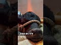 【3/19出生 みことちゃん♀】残念なご報告があります。