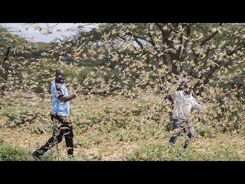 تصویری: آیا ملخ ها در آفریقا هستند؟
