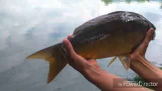 Pêche de la carpe en UL en étang