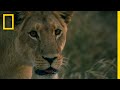 Lion Sisters Reunited | Savage Kingdom