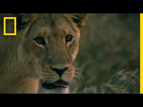 Lion Sisters Reunited | Savage Kingdom