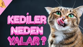 Kedim Sürekli Kendini Yalıyor Neden ? İşte Bunun 9 Sebebi 