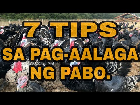 | 7 TIPS SA PAG-AALAGA NG PABO|PRACTICAL TIPS|