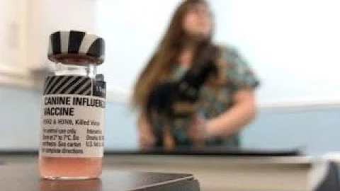 Concerned pet owners say the Canine Flu can kill