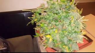 Trimming the White Widow with a bowl trimmer