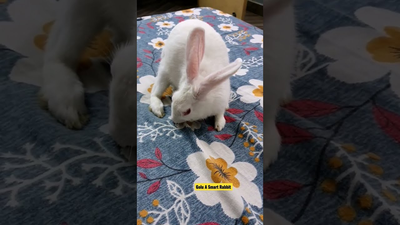 Rabbit cut new bedsheet 🥲