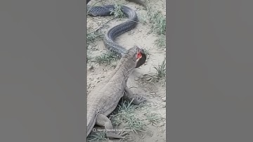 🐍Epic Showdown Between a Cobra and a Monitor Lizard in the Wild!#shortvideo#snake #shorts