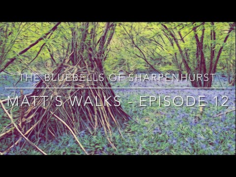 The bluebells of Sharpenhurst - Matt’s walks - Ep. 12