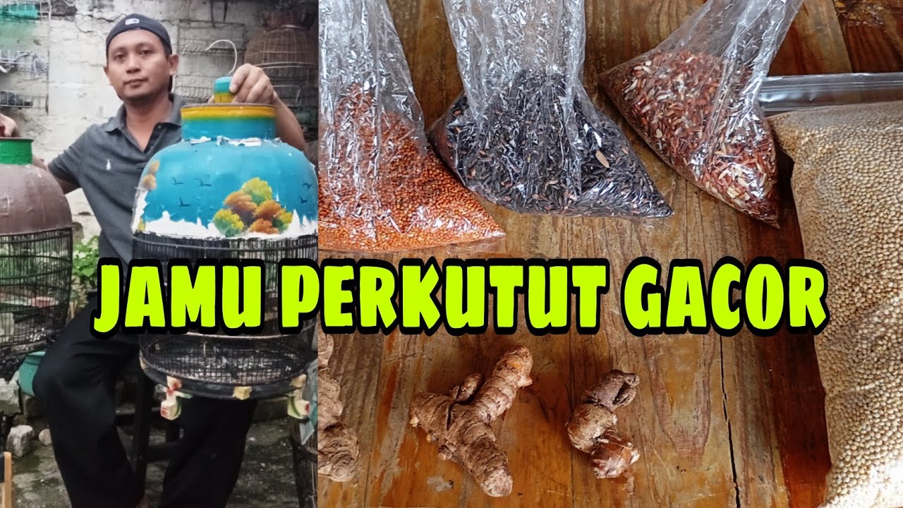 Jamu perkutut gacor
