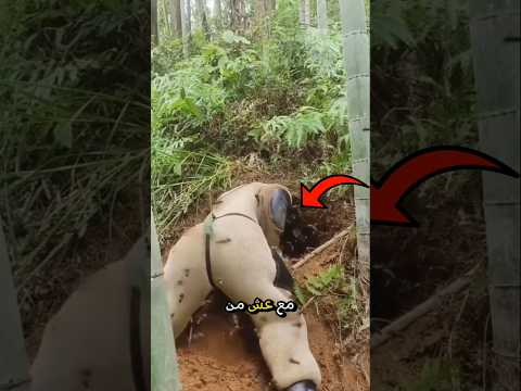 صراع مع عش الدبابير