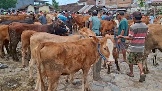 Download Lagu PAKET KOMPLIT‼️Sapi Bakalan Sampai Sapi Hamil \u0026 Sapi Babon anak ADA||Pasar sapi Tertek pare kediri | MP3