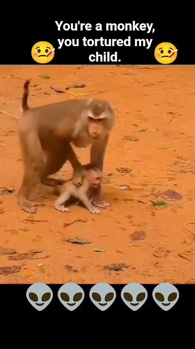 momen anak monyet di siksa sang ibu#monkey #funny #shortsviral #shortsfeed #shorts #trwnding #animal