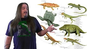 Systematic Classification of Life ep15 - Synapsida