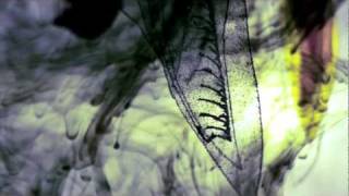 Video thumbnail of "Bon Iver - Minnesota, WI (Deluxe) - Official Video"