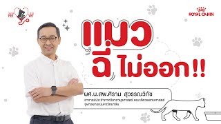 TAKE YOUR PET TO THE VET : EP.9 แมวฉี่ไม่ออก