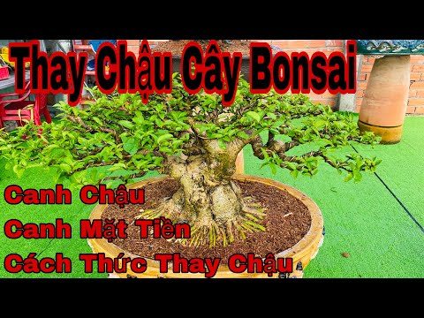 cách thay chậu cho cây kiểng - đơn giản sạch đẹp - những lưu ý khi thay chậu cây bonsai