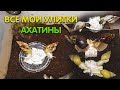 Все мои улитки ахатины – уход и содержание в домашних условиях