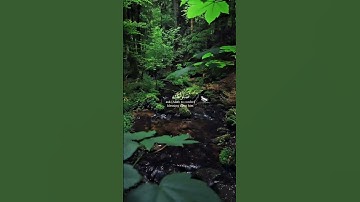 إن الله وملائكته يصلون على النبي |تلاوة خاشعة //بصوت صالح اليافعي 🎧أرح قلبك المتعب قليلاً🫀🌿