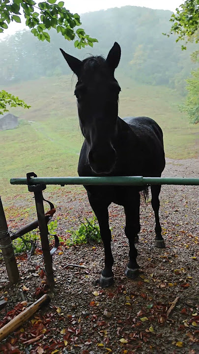 Security on site #music #soundtrack #horse
