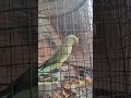 cute parrot 🦜#parrot #shorts