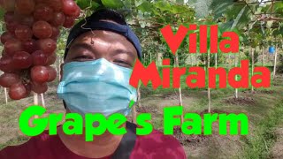 Villa Miranda Grapes Farm Short Visit